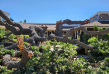 Giant Valley Oak Goes Down in Los Olivos