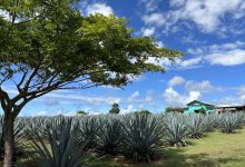 Full Belly Files | Eats and Angst on Our Hawaiian Adventure