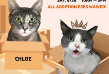Adoption Event at ASAP Cats – ALL FEES WAIVED!