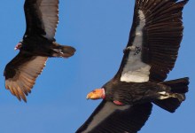 Saving the California Condor from the Brink of Extinction