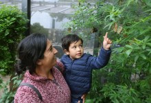 At Santa Barbara Natural History Museum, ‘Butterflies Alive!’ Flutters into Season