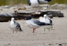 A Mega Rarity Appears in Goleta