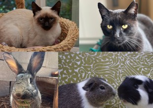 Mali, Mr Meow, Mulder, Cookie and Oliver