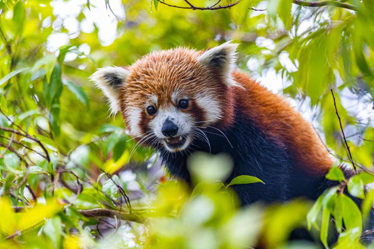 A Red Panda Will Soon Move Into His New Santa Barbara Zoo Habitat