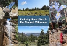 Exploring Mount Pinos and the Chumash Wilderness