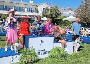 Pups on Parade at Miramar’s Best in Show