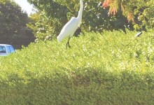 Protected Animals at Kenwood Village Site