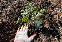 First Native Plant Work Party at Elings Park