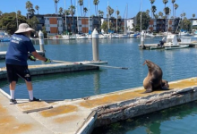 Sea Lion Saved from Knife in Face