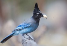 Natural History highlight: Birds in Black…and Blue Corvids of SY Valley