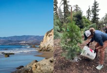 Goleta Certified as Santa Barbara County’s First ‘Blue City,’ Makes Town Greener with 100 New Trees