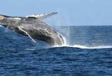 Public Meetings for Proposed Chumash Heritage National Marine Sanctuary