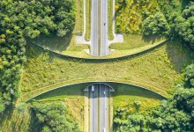 The Impact of Roads on Nature
