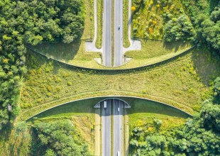 The Impact of Roads on Nature