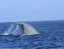 Santa Barbara Channel Is Too Noisy for Whales to Hear
