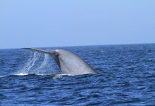Santa Barbara Channel Is Too Noisy for Whales to Hear
