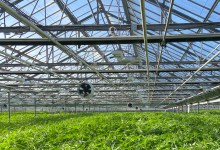Cannabis in Carp Still Stinks