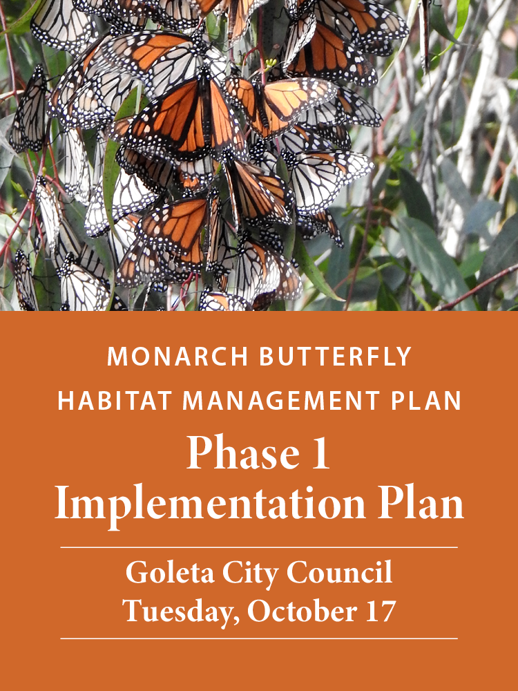 Phase 1 of Monarch Butterfly Habitat Enhancement Plan to be Presented