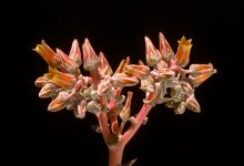 SB Botanic Garden Galley presents: “Depth of Field: Botanical Photography Through the Low-key Lens”