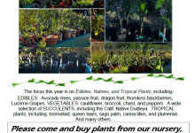 Fall Plant Sale