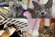 Giovanni, Spot, Scooter, Sweetie, Tumble and Darling