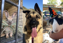 King Triton, Comet and Dublin