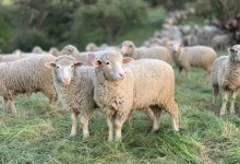 Sheep to Save the Day at the San Marcos Foothills Preserve