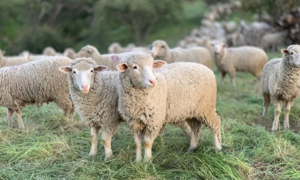 Sheep to Save the Day at the San Marcos Foothills Preserve