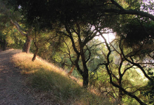 The Evolution of the Modern Flora of California