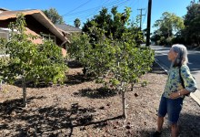 Full Belly Files | Dave Beamer’s Apple Orchard
