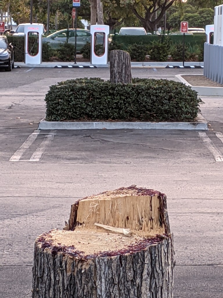 Tipuanas at Goleta's Camino Real Marketplace Meet the Ax The Santa