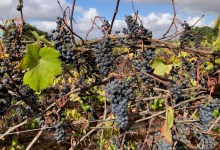 The Wild King Vineyard’s Natural Wisdom