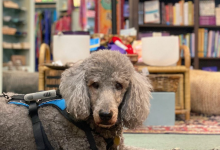 Tucker, Shop Dog Extraordinaire, Turns 15!