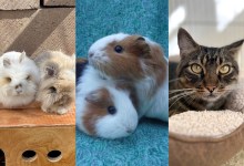 CJ Ward & Beth Farnsworth, Buttercup & Smores and Figuero 