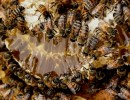 A Win for the Bees — and People, Food, and Water, Too