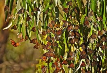 Western Monarch Count Sees Drop in California’s Butterfly Population