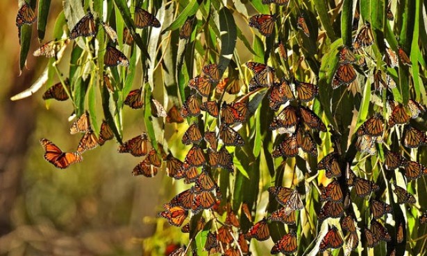 Monarch Butterflies Return to the Goleta Butterfly Grove