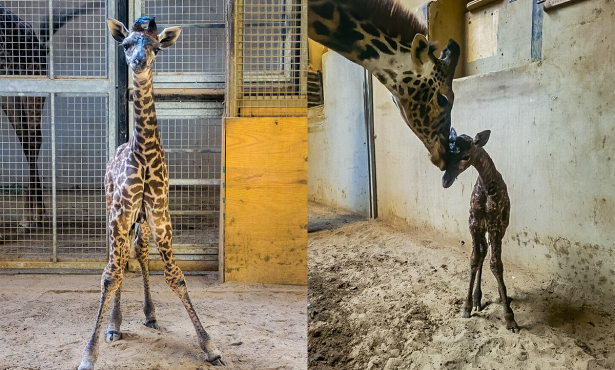 A New Baby Giraffe Joins the Family at the Santa Barbara Zoo 