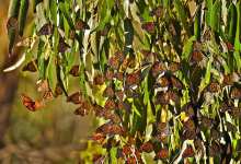 Monarch Butterflies Return to Ellwood Mesa in Goleta