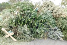 How to (Responsibly) Toss Your Christmas Tree in Santa Barbara County