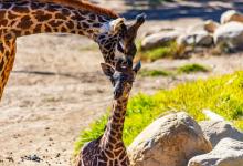 Santa Barbara Zoo Announces Giraffe Calf Naming Contest!