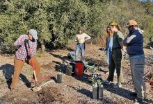 New California Native Plant Landscaper Certification Course Offered by Santa Barbara Botanic Garden