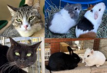 Chumlee & Ardys, Coco & Washington and Rhythm & Spike