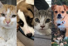 Leonard, Charlie, Honey and Penny