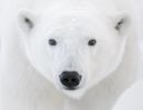 ICE BEAR, photographs by Ralph Clevenger