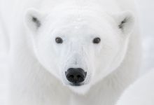 ICE BEAR, photographs by Ralph Clevenger