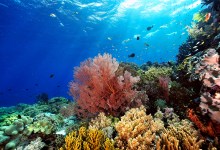 Can Coral Reefs Be Saved?