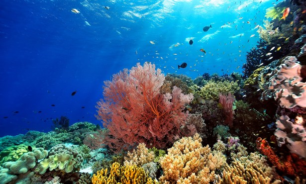 Can Coral Reefs Be Saved?