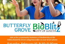 POSTPONED – Butterfly Grove BioBlitz – POSTPONED
