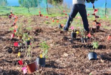 How to Transform Santa Barbara’s Landscapes